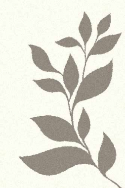 PLATINUM - t647 - NATURAL-GRAY